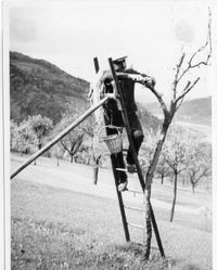 Obstb&auml;ume werden beschnitten